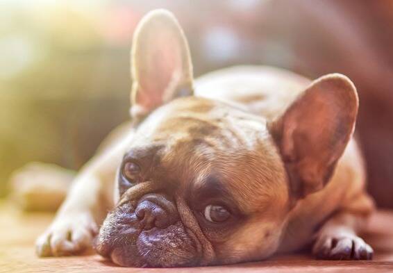  CBD Chien